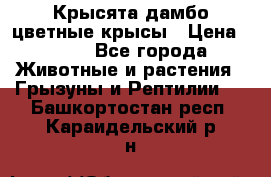 Крысята дамбо цветные крысы › Цена ­ 250 - Все города Животные и растения » Грызуны и Рептилии   . Башкортостан респ.,Караидельский р-н